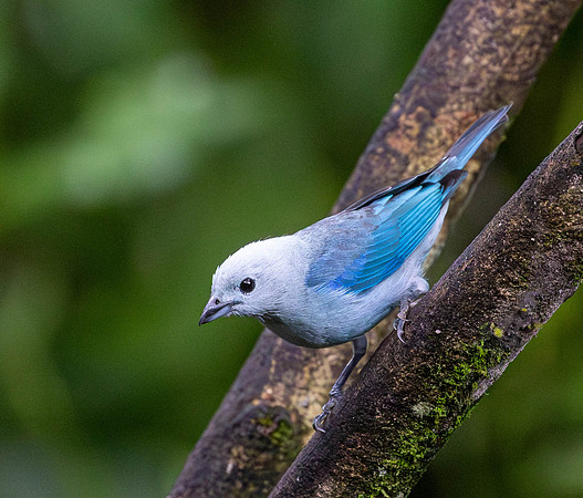 CH260209_CostaRica-SelvaVerde-031