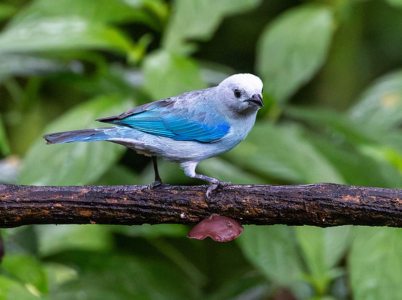 CH260209_CostaRica-SelvaVerde-032