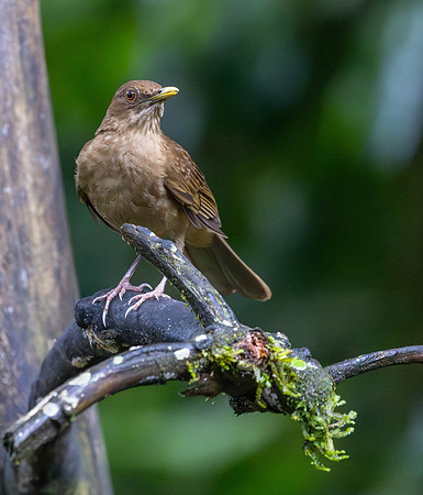 CH260209_CostaRica-SelvaVerde-033