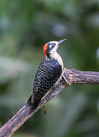 CH260209_CostaRica-SelvaVerde-037-Edit