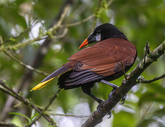 CH260209_CostaRica-SelvaVerde-040