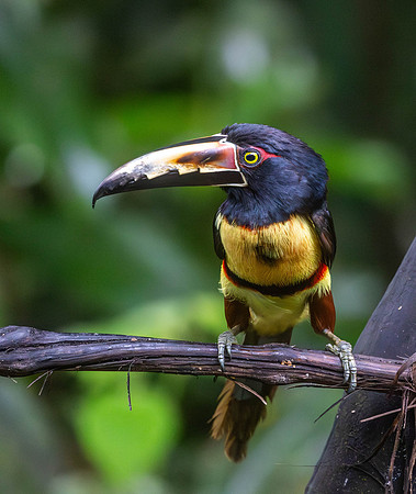 CH260209_CostaRica-SelvaVerde-043