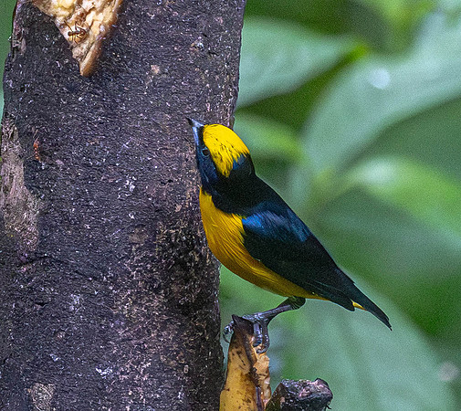 CH260209_CostaRica-SelvaVerde-051