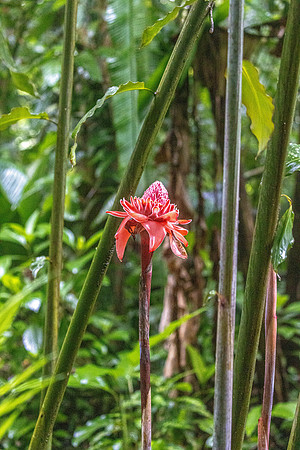 CH260209_CostaRica-SelvaVerde-055