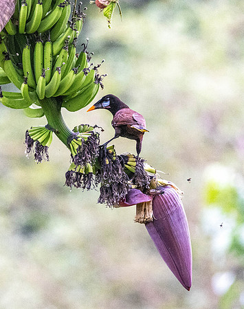 CH260209_CostaRica-SelvaVerde-074