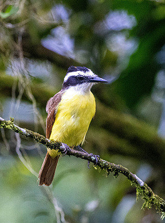 CH260209_CostaRica-SelvaVerde-078