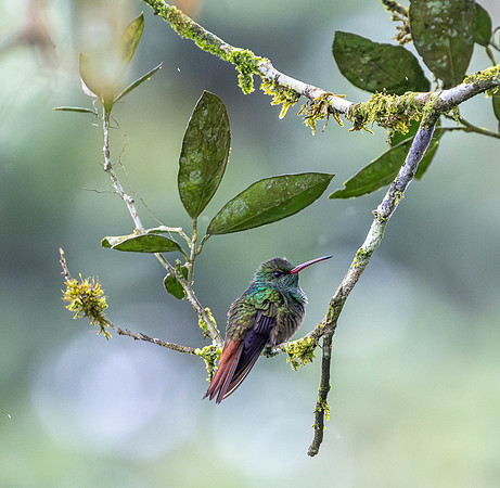 CH260209_CostaRica-SelvaVerde-080