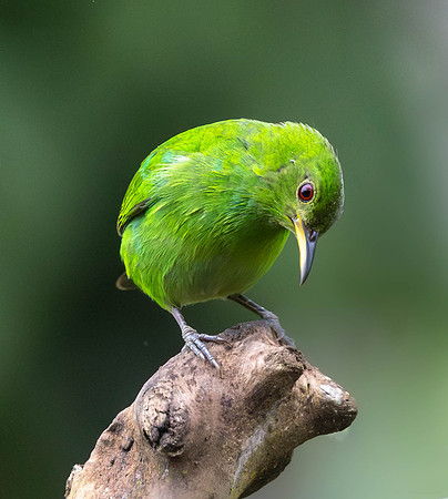 CH260209_CostaRica-SelvaVerde-084