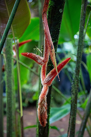 CH260209_CostaRica-LaFortuna-001