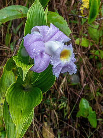 CH260210_CostaRica-LaFortuna-021