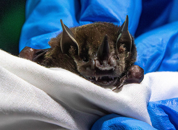 CH260210_CostaRica-LaFortuna-Bats-016