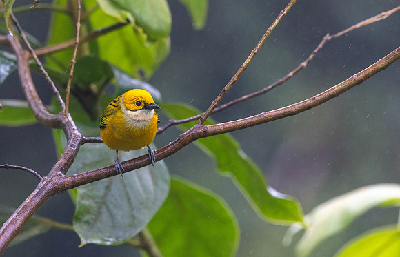CH260211_CostaRica-CantoDelRio-009