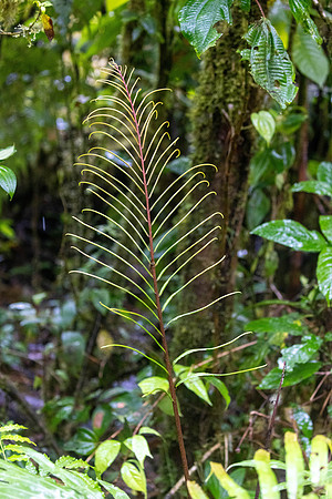 CH260211_CostaRica-CantoDelRio-026