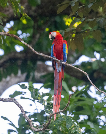 CH260212_CostaRica-PuntaLeone-052