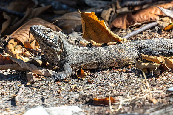 CH260212_CostaRica-CararaNatPk-005