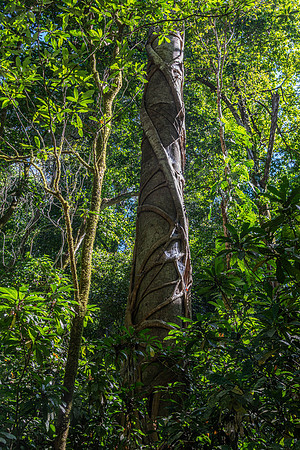CH260212_CostaRica-PuntaLeone-028