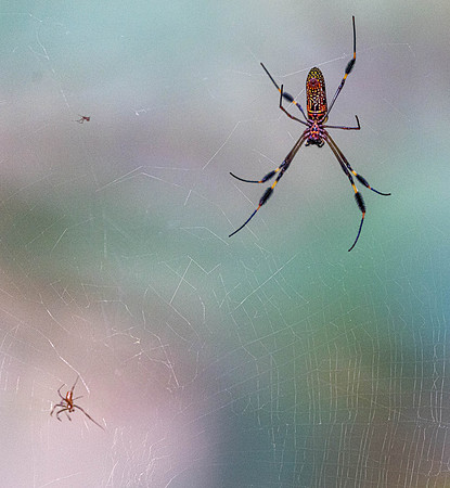 CH260212_CostaRica-CararaNatPk-008-Edit