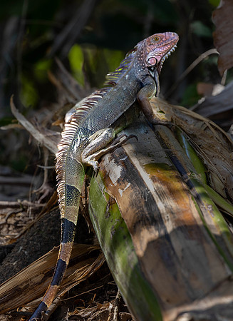 CH260213_CostaRica-CrocodileSafari-026