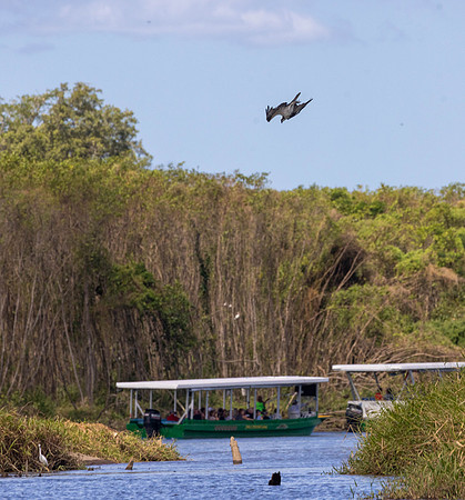 CH260213_CostaRica-CrocodileSafari-104