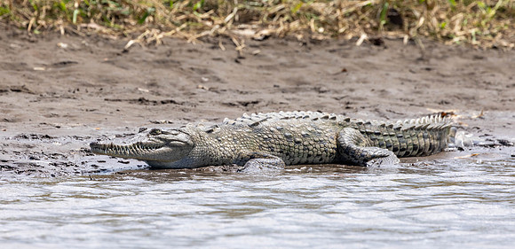 CH260213_CostaRica-CrocodileSafari-120