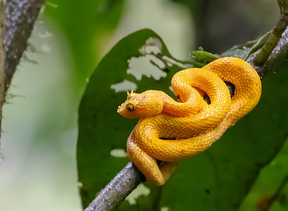 CH260209_CostaRica-LaFortuna-014-Edit