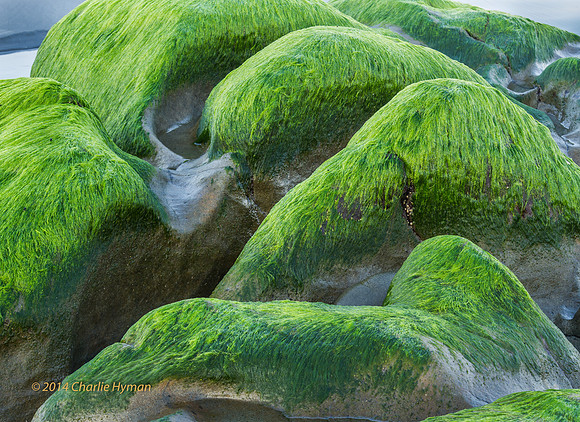 CH140726_OlympicPeninsula_RubyBeach_203