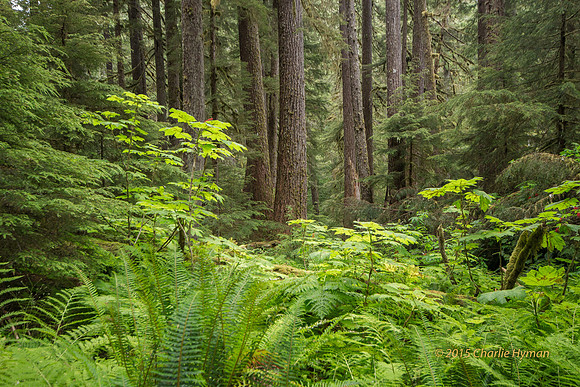 CH140723_OlympicPeninsula_SolDucFalls_074