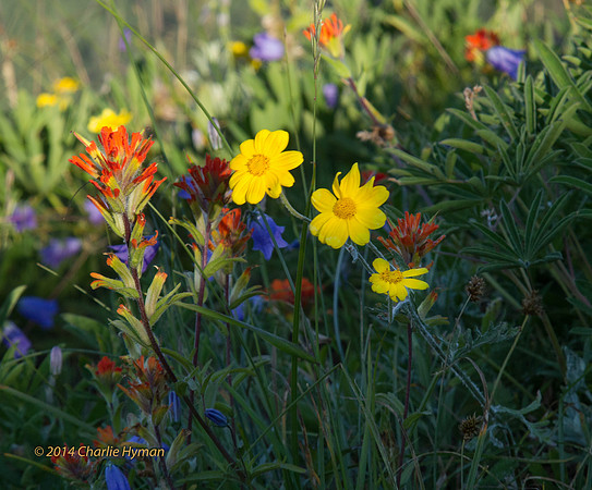 CH140722_OlympicPeninsula_HurricaneRidgeSunrise_075