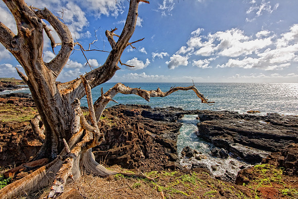 CH111219_Hawaii2011_Day3_37 as Smart Object-1