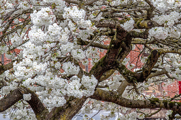 CH160319_OldTownPDX_031