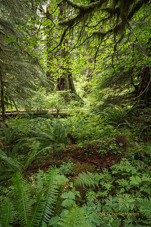 CH140723_OlympicPeninsula_SolDucFalls_080