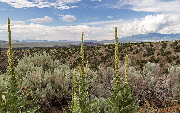 CH150706_Taos_2015_414