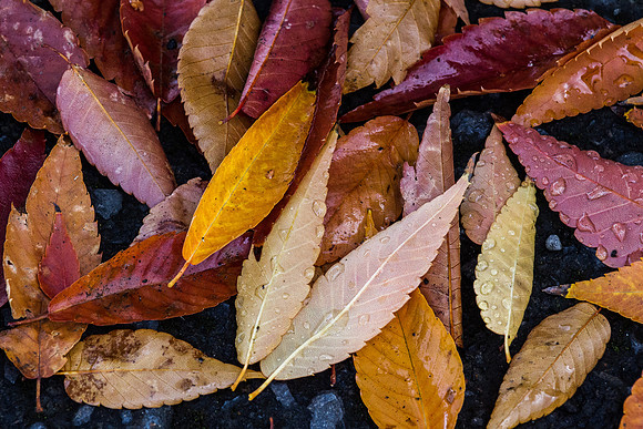 CH151019_FallColors_WHS_028