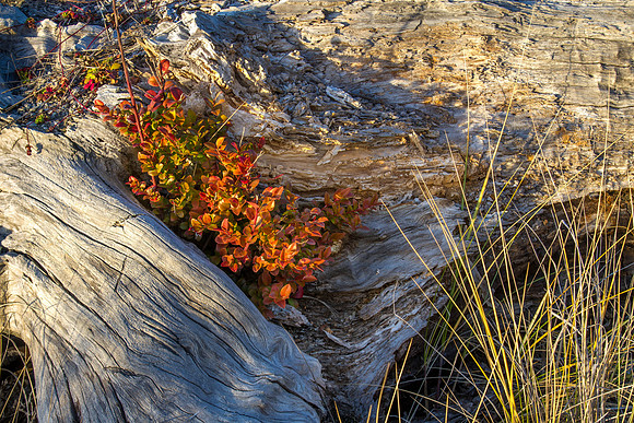 CH131223_GoldenBluffsBeach_013