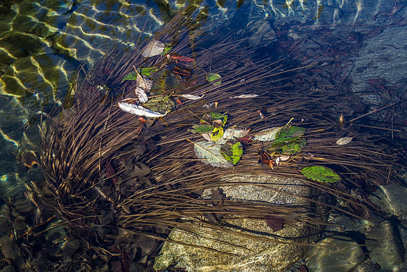 CH131222_JedediahSmithStatePark_029