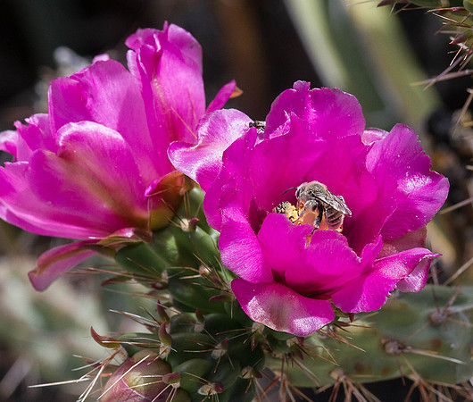 CH150706_Taos_2015_363