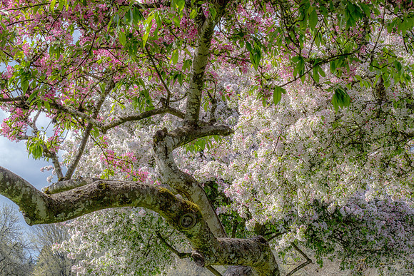 CH130417_MarySYoung_27-Edit