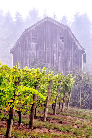 CH161008_RedmanVineyard_033-Edit