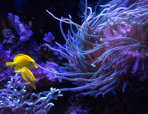 CH161230_HatfieldMarineSciCtr_031