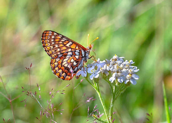 CH180714_QuinnMeadow_221-Edit