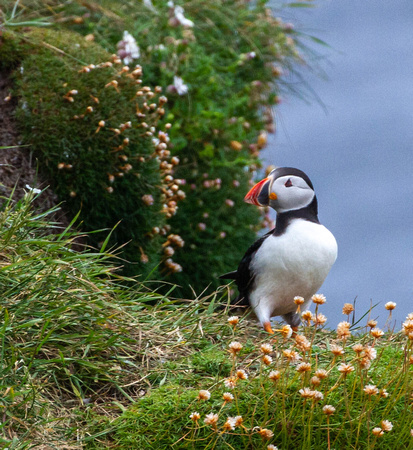 CH190624_Mull_Iona_Staffa_074