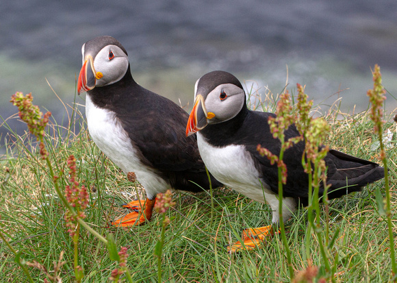 CH190624_Mull_Iona_Staffa_103