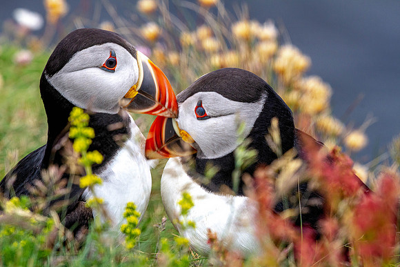 CH190624_Mull_Iona_Staffa_154-Edit