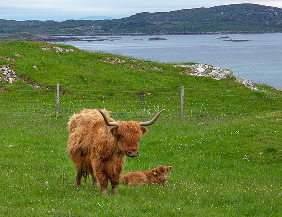 CH190624_Mull_Iona_Staffa_037