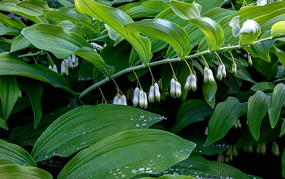 CH200501_GardenFlowers_005