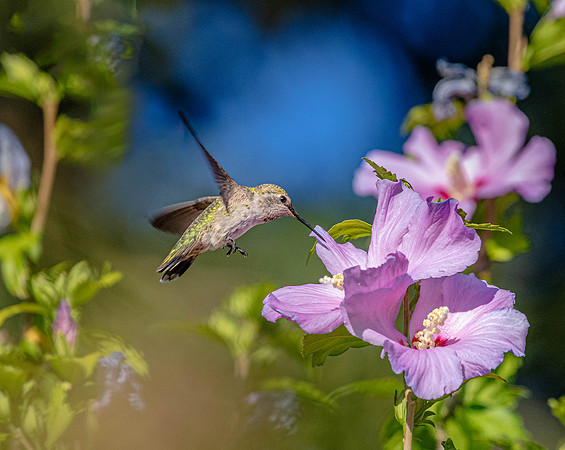 CH200720_Hummingbird_004-Edit