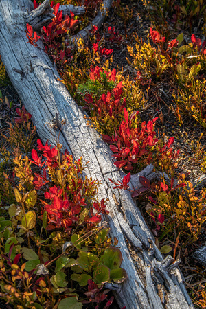 CH201002_Mt. Adams_255