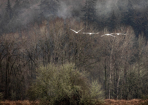 CH210206_RidgefieldWildlifeRefuge_060