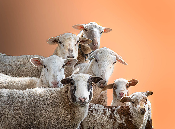 CH210307_Sheep&Lambs_028-Edit
