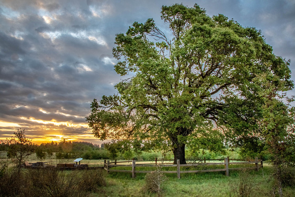 CH210508_Graham Oaks-Heritage Oak_025-HDR